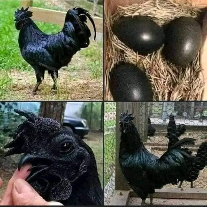 חוואי גילה ביצים שחורות שגרמו לפחד גדול כשהן בקעו
