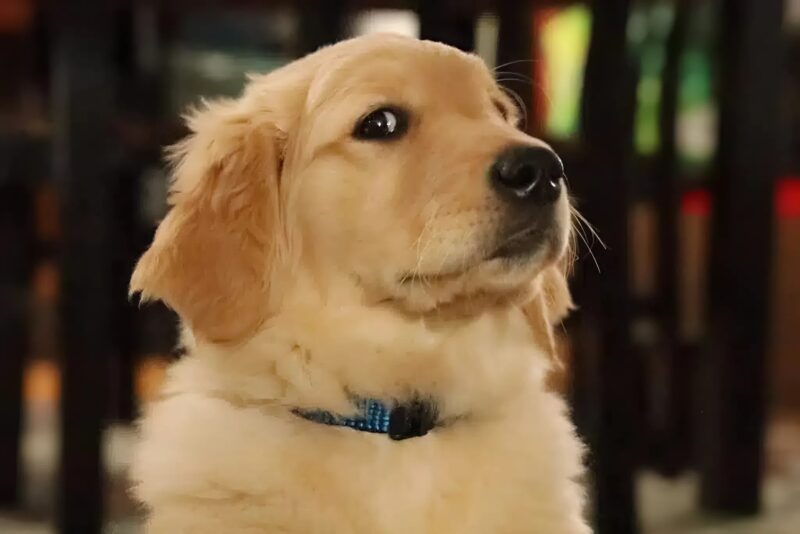 האבחנות היו חד־משמעיות: אמרו שהוא לעולם לא יזוז – והוריו כבר איבדו כל תקווה